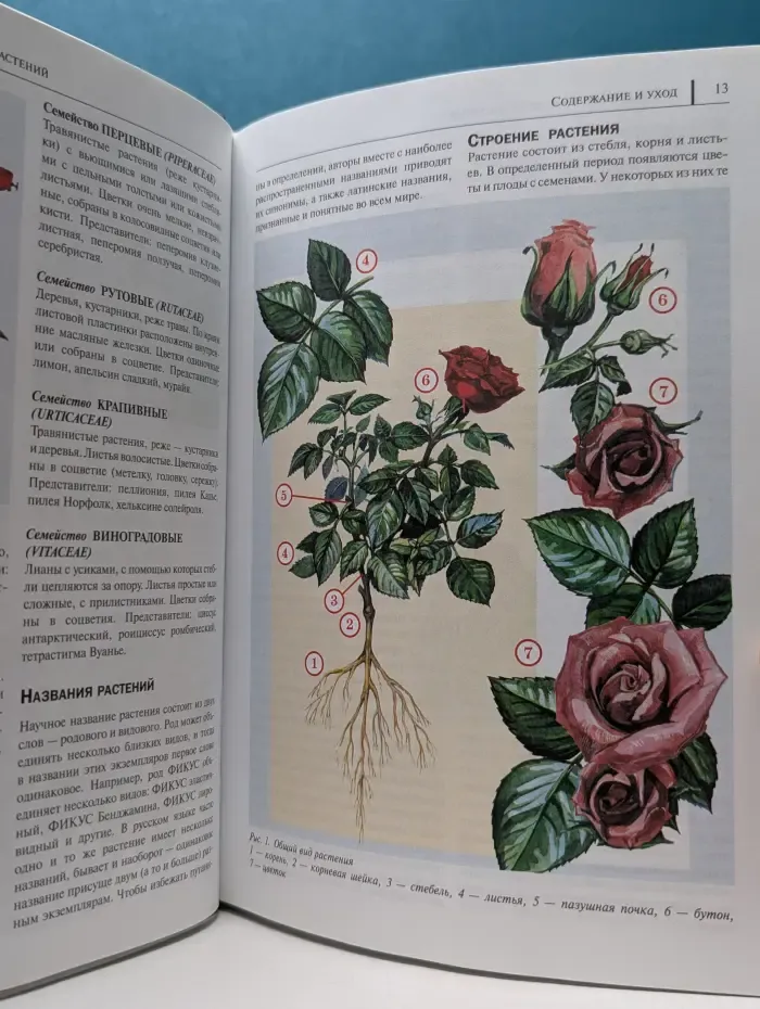 Энциклопедия комнатных растений