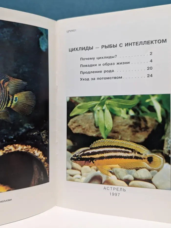 Цихлиды - рыбы с интеллектом