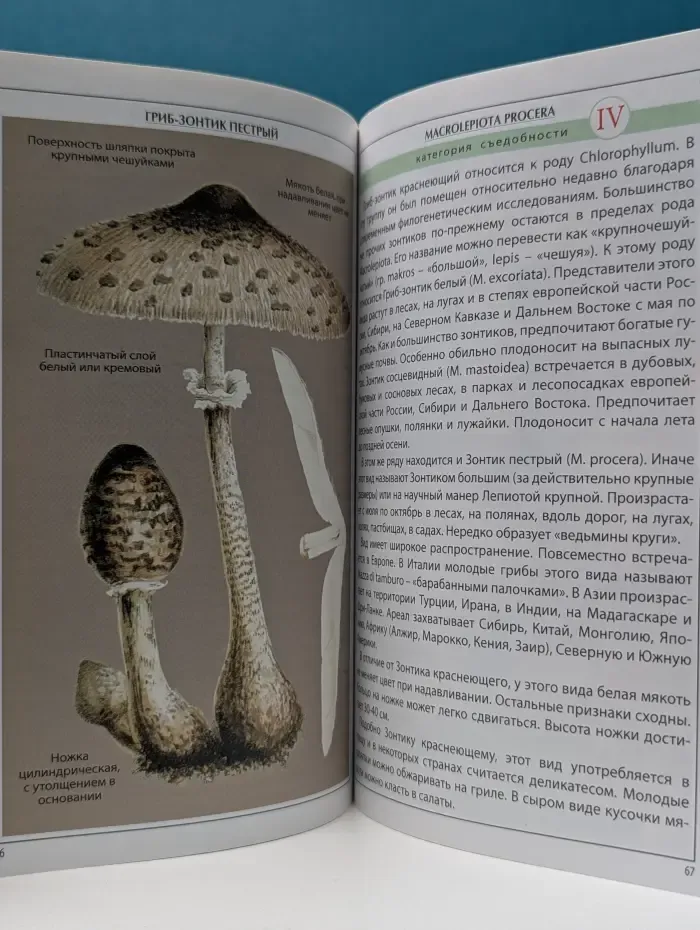 Иллюстрированный справочник. Съедобные грибы