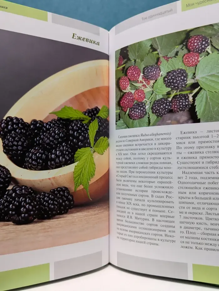 Моя чудесная дача. Том 11. Ягодные кустарники