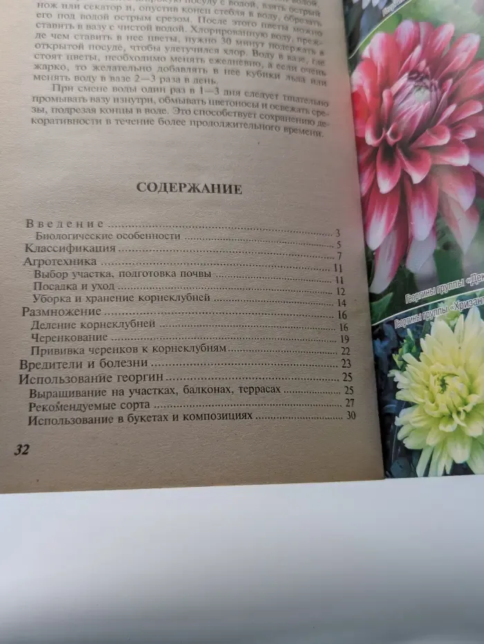 Георгины