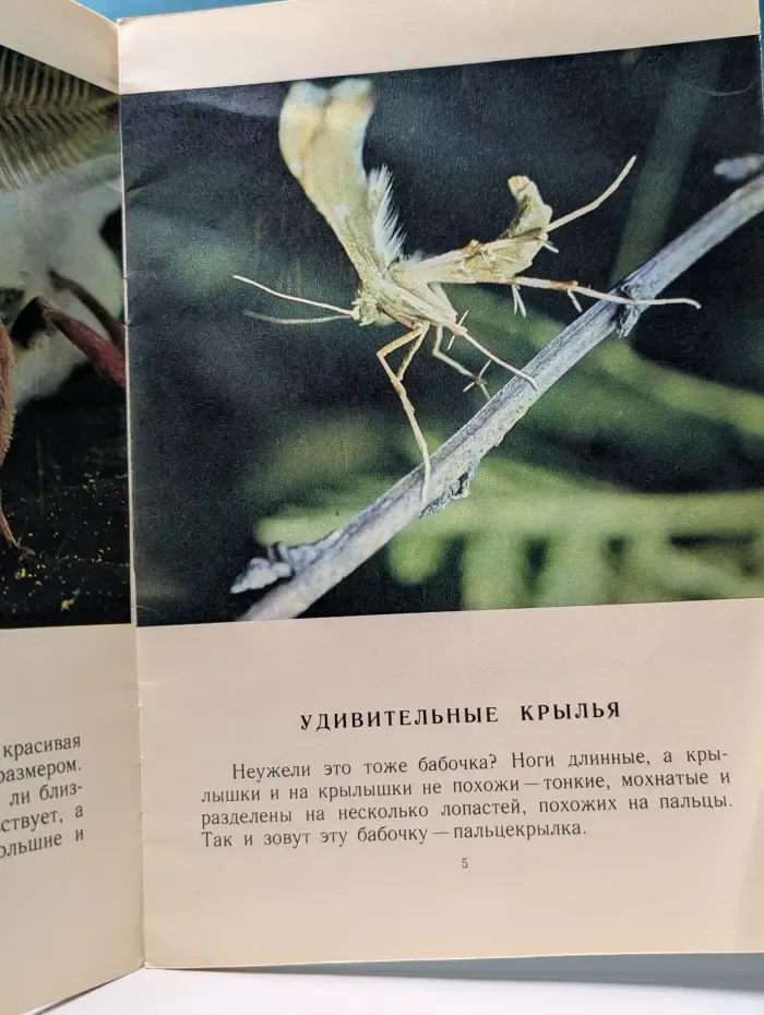 В гостях у насекомых
