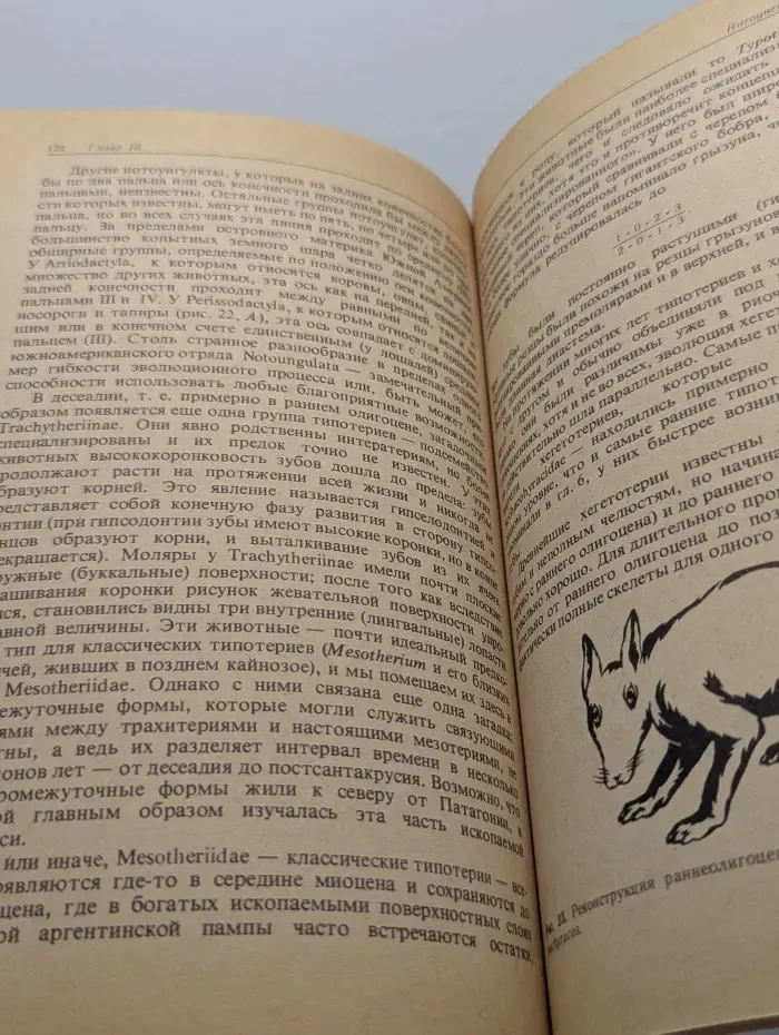 Великолепная изоляция. История млекопитающих Южной Америки