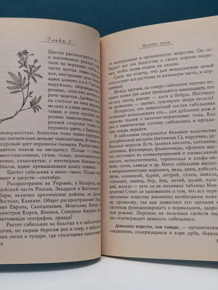 Кладовые природы. Сабельник. Из болот – в домашнюю аптечку