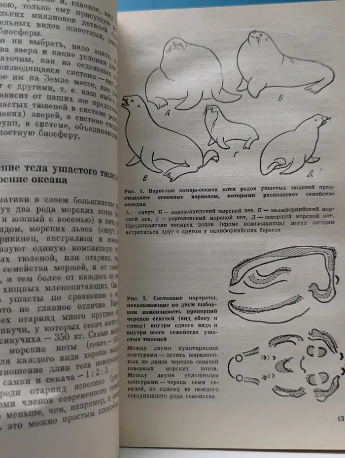 Человек и окружающая среда. Морские львы и котики