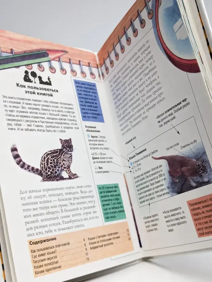 Кошки. Все обо всем