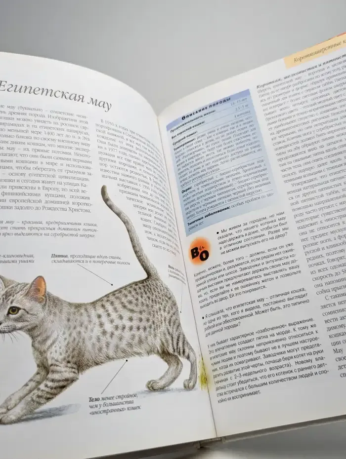 Ваша кошка