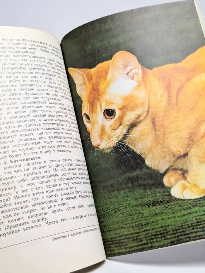 Кошка в вашем доме