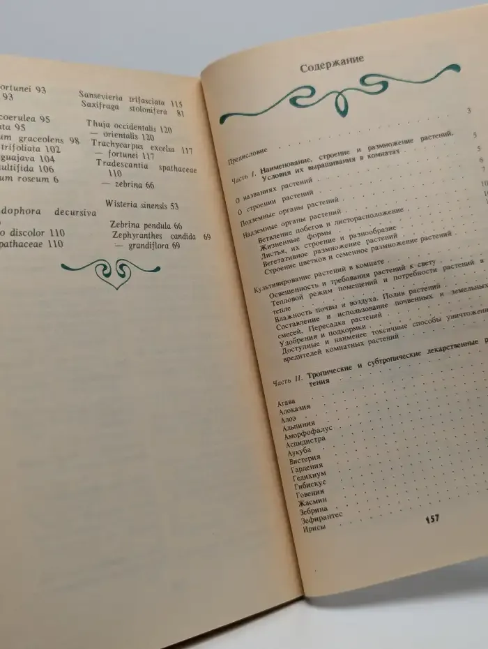 Целебные растения в комнате