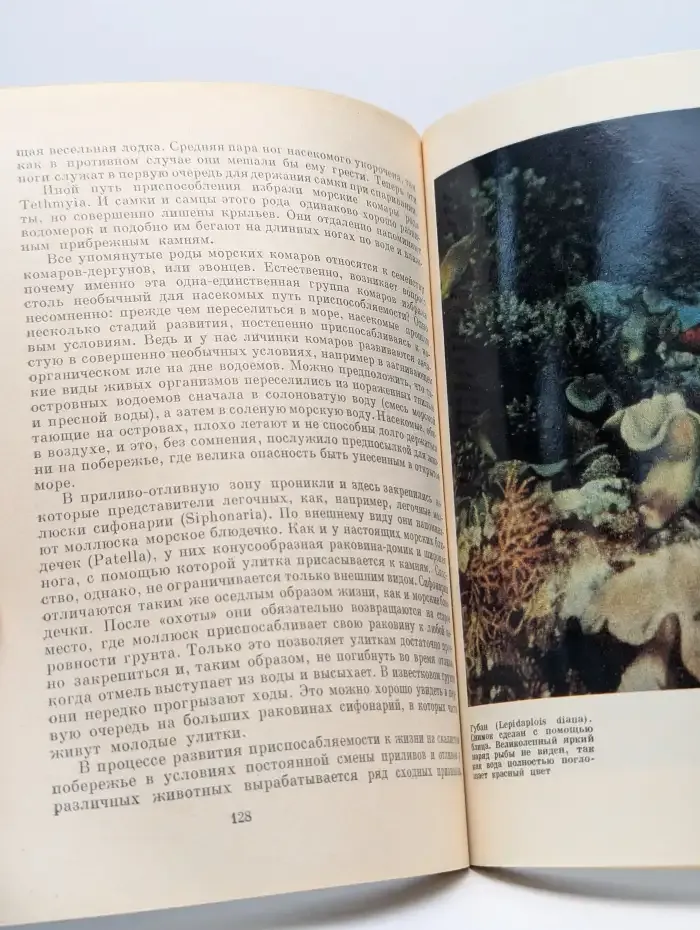 В царстве тысячи атоллов