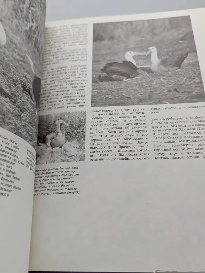 В стране драконов и сказочных птиц