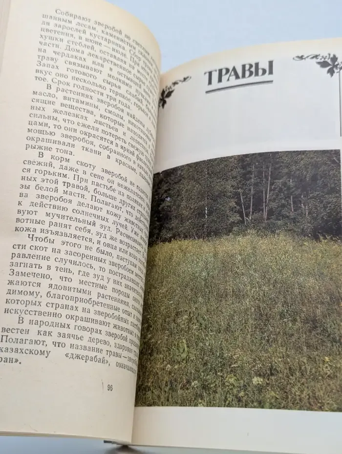 Дары подмосковного леса
