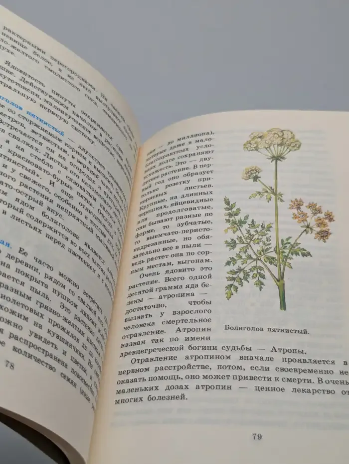 Целебное лукошко