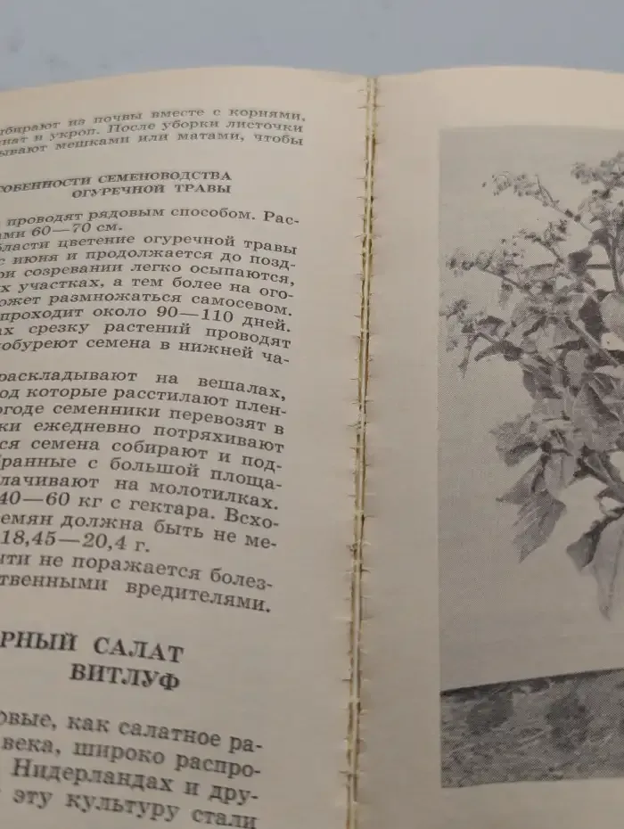 Зеленные овощи