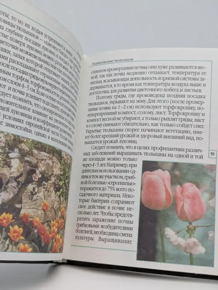 Тюльпаны. Выращивание и уход