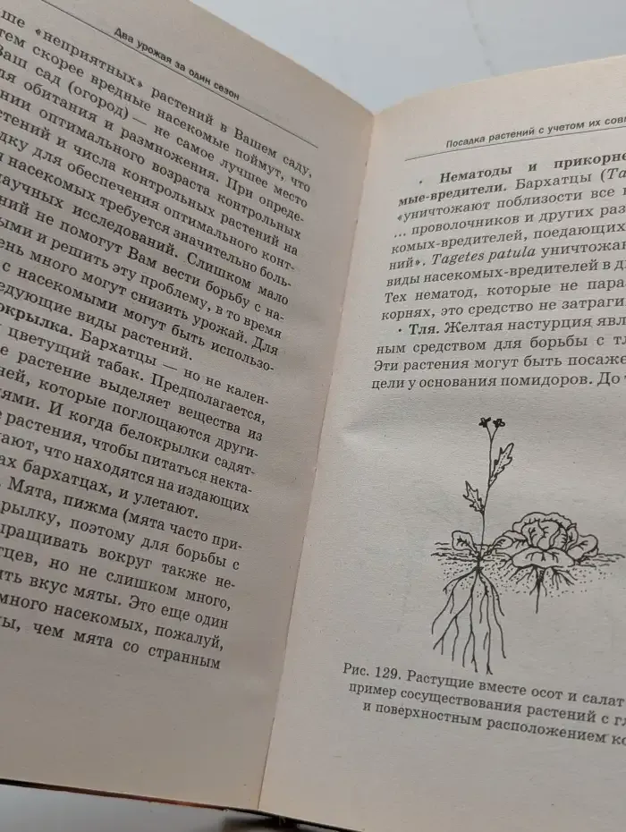 Два урожая за один сезон