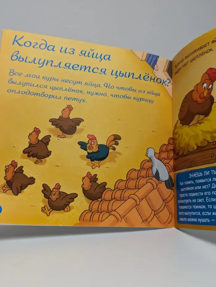 Яйца