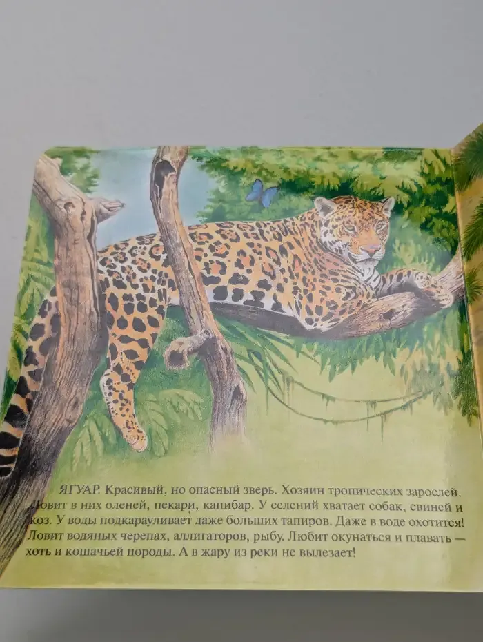 Кто в Южной Америке живёт