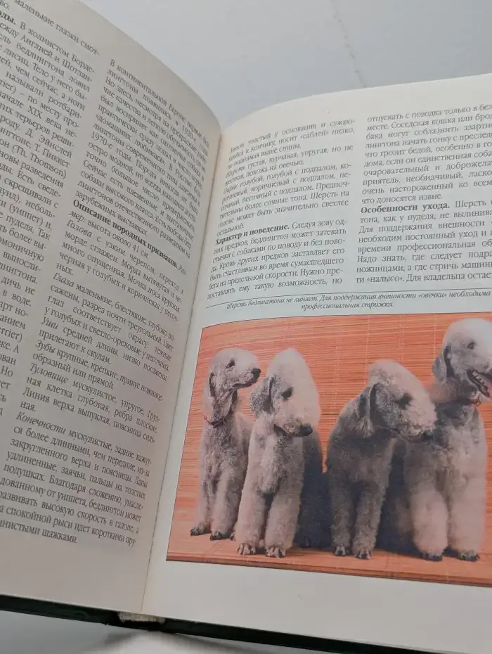 Собаки для дома и семьи