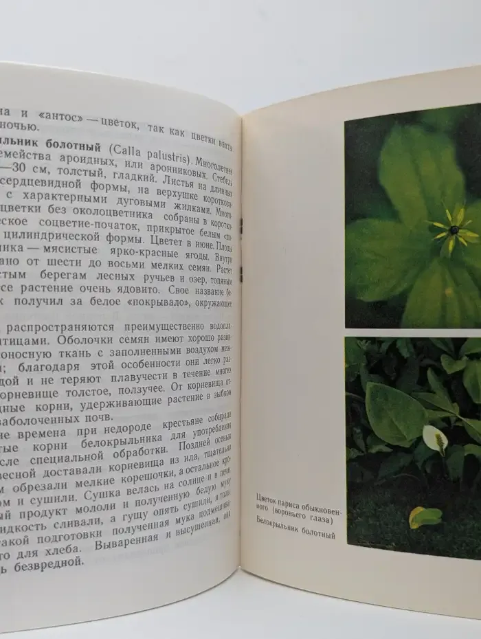Лесные цветы