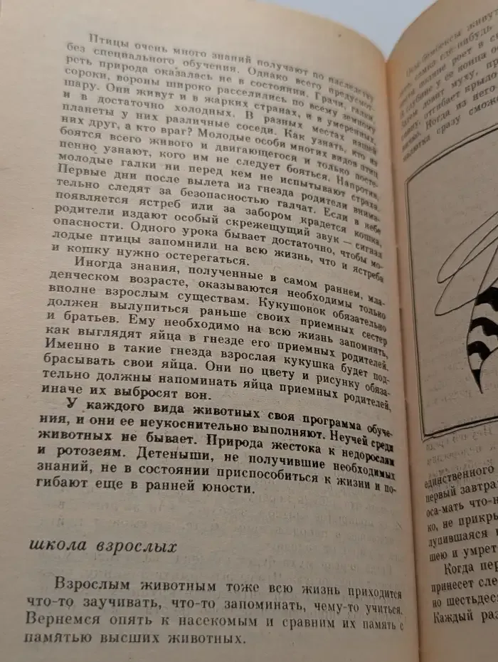 Как мозг учился думать