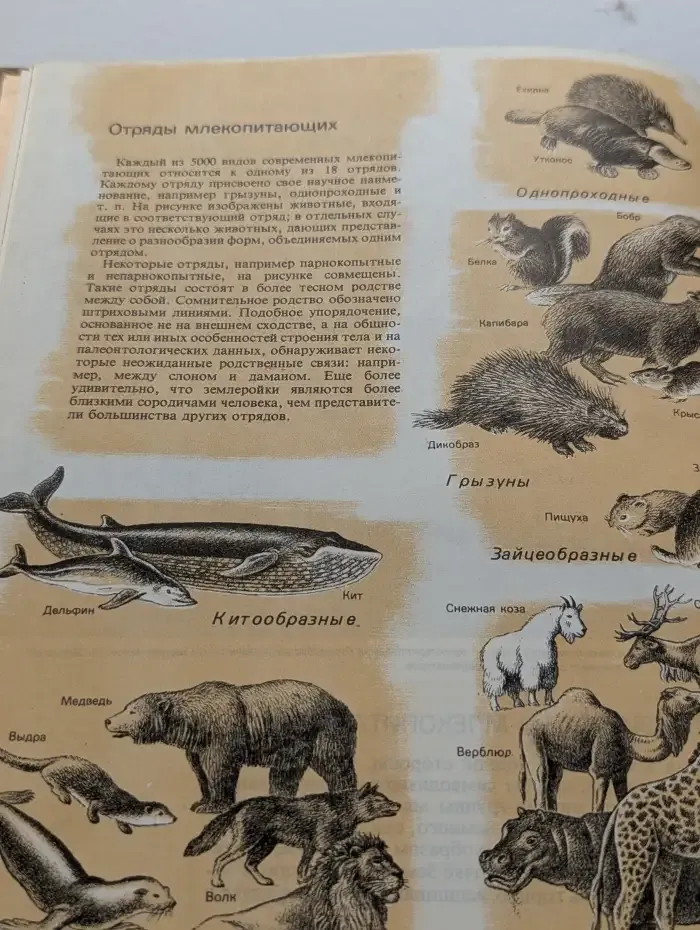 Млекопитающие
