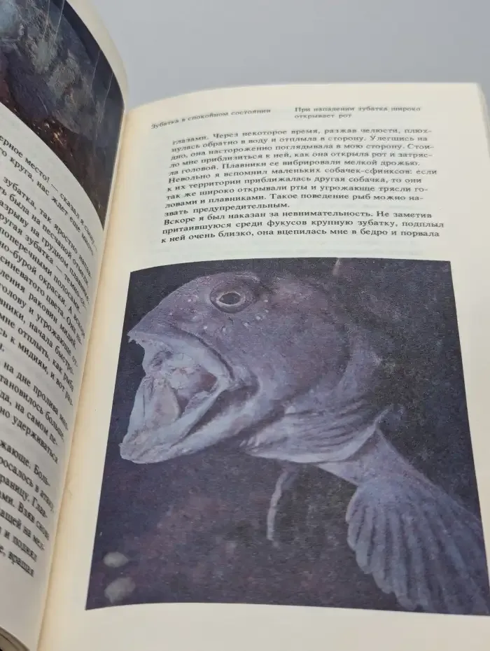 На кромке океана