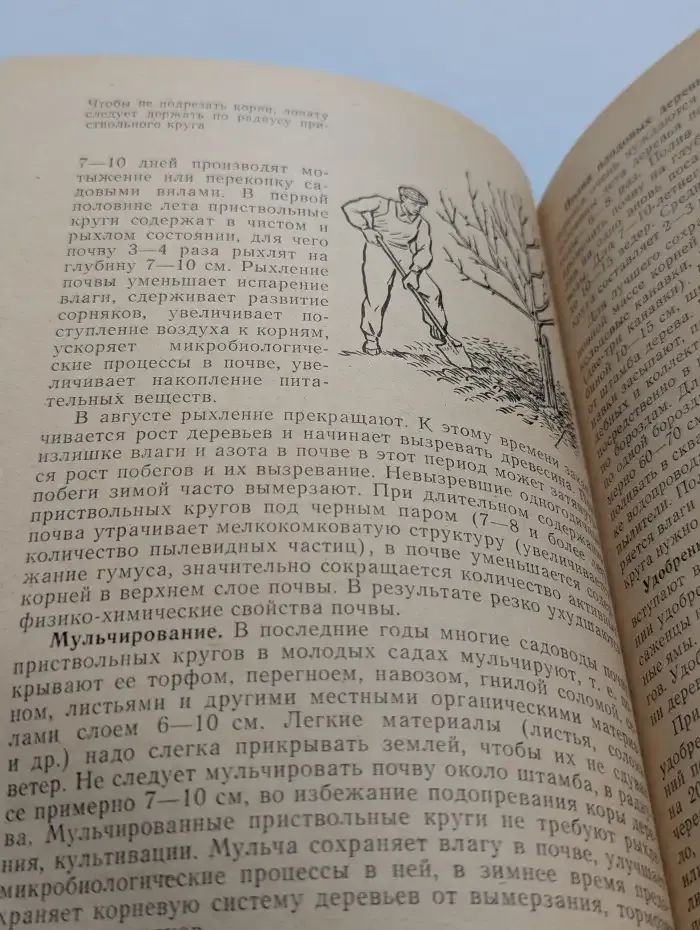 Приусадебный сад