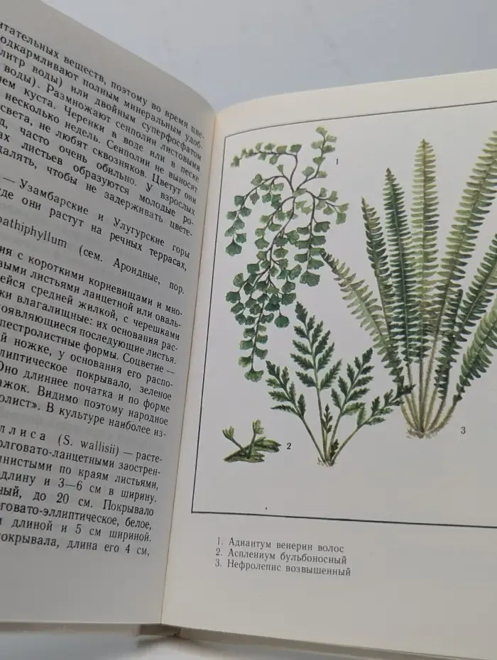 Цветы в вашем доме