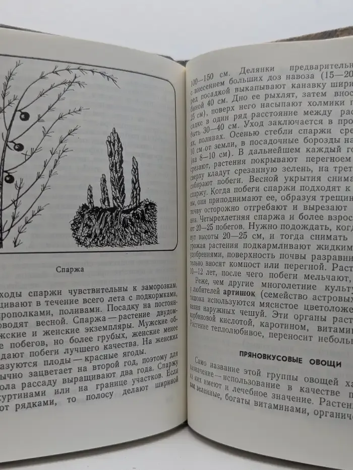 Овощи на грядке и на столе