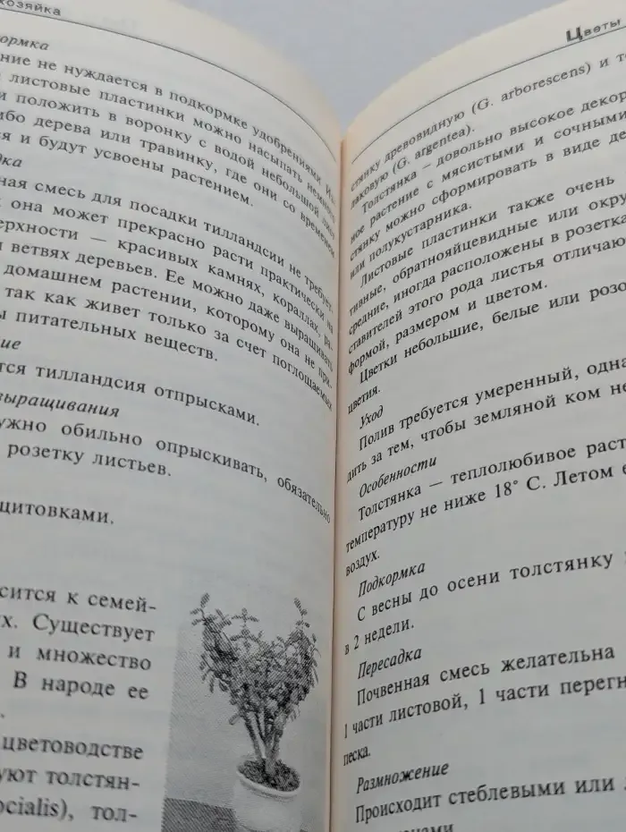Цветы на подоконнике