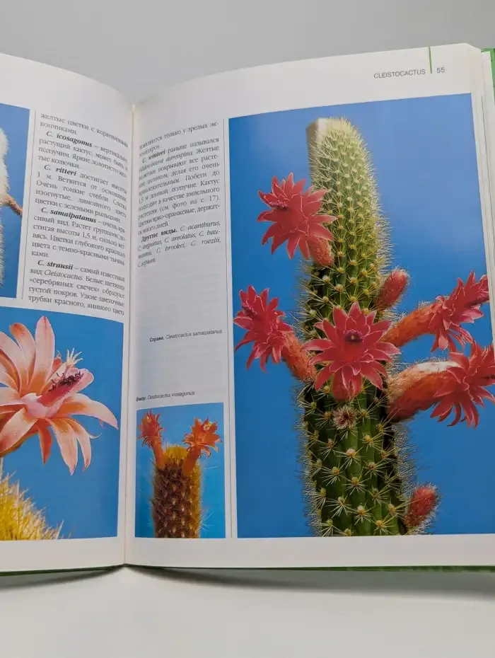 Кактусы