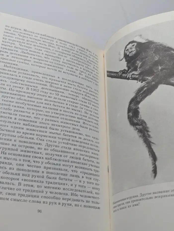 Обезьяны, обезьяны, обезьяны