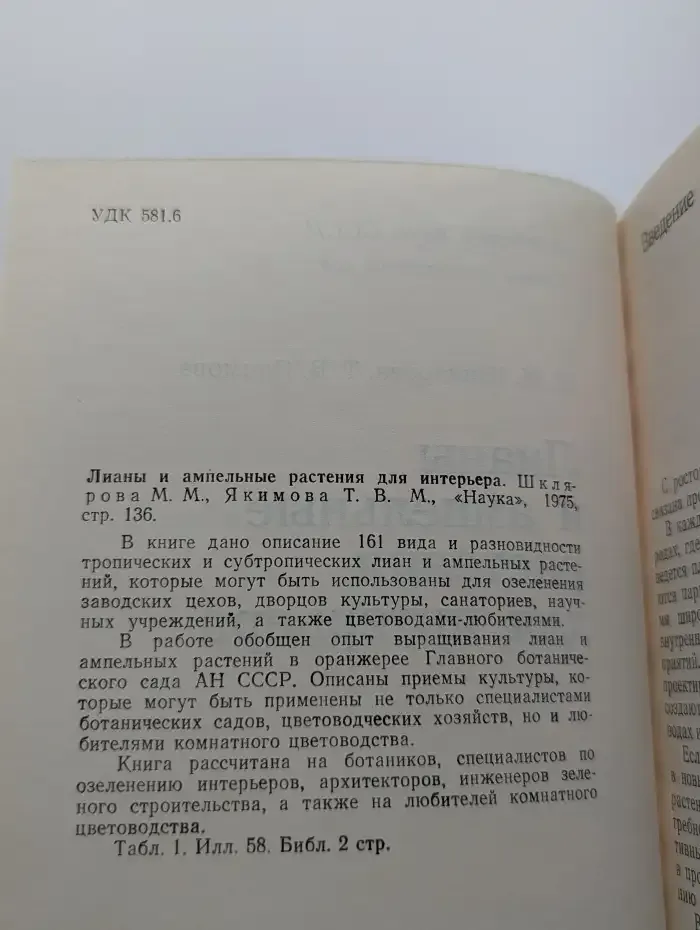 Лианы и ампельные растения для интерьера