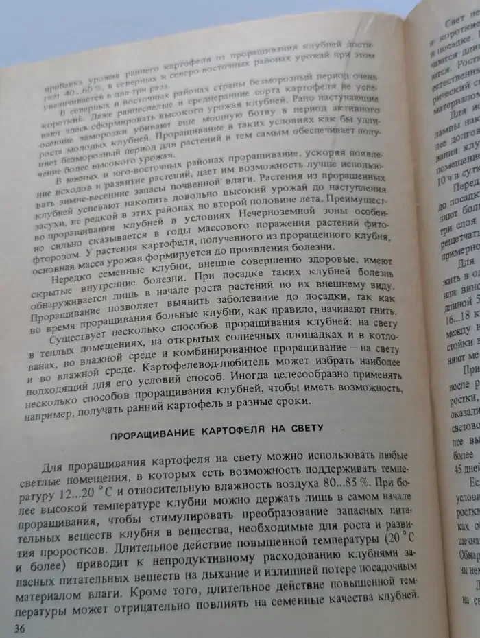 Картофель на приусадебном участке
