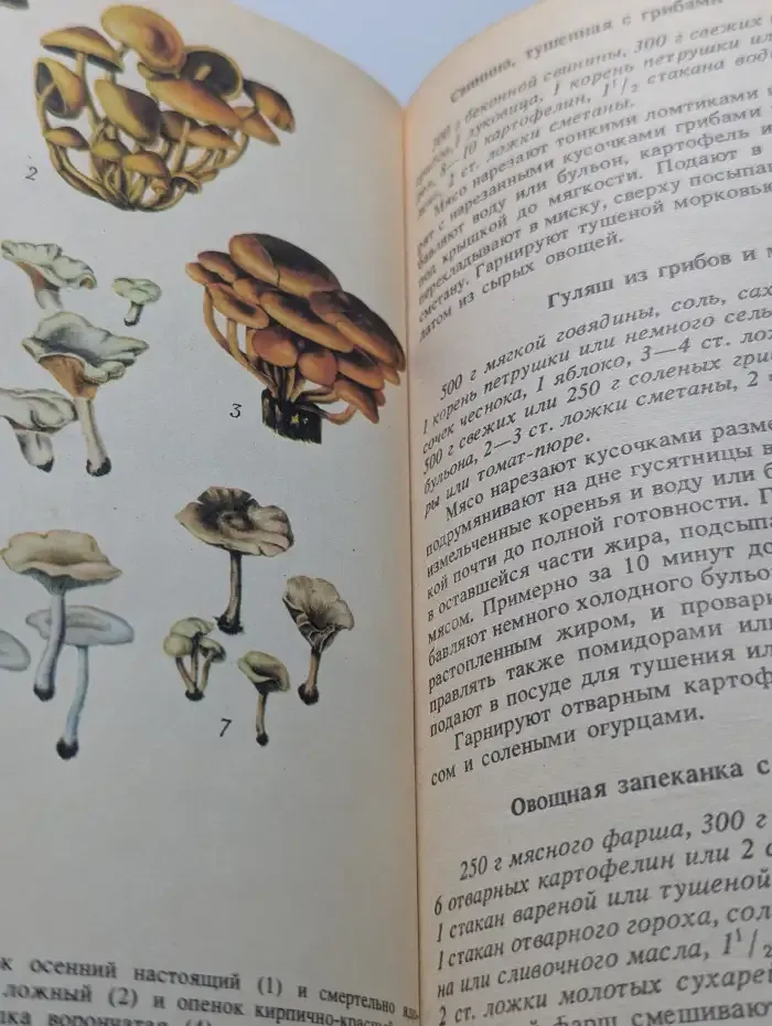 Съедобные и ядовитые грибы Карпат