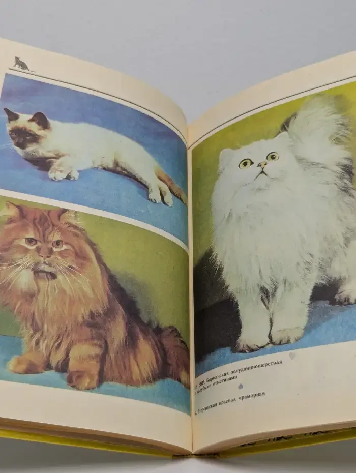 Домашние кошки