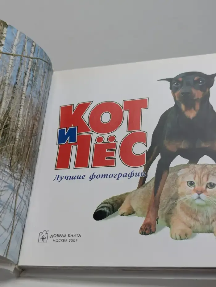 Кот и пёс. Лучшие фотографии