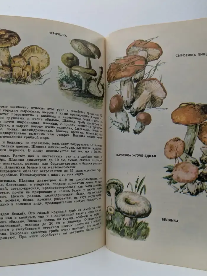 Счастье грибника