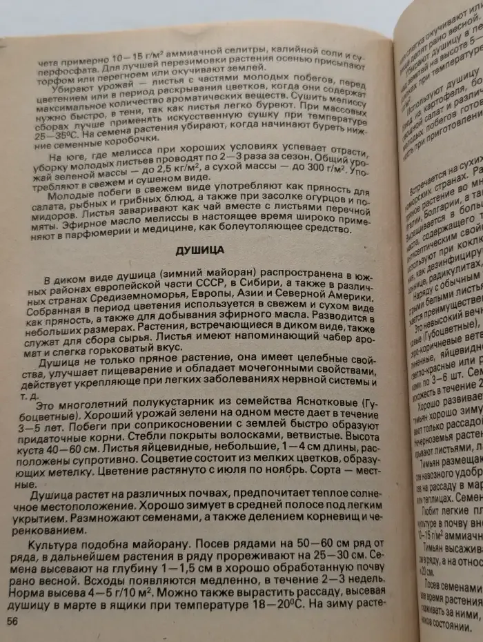 Витамины с грядки