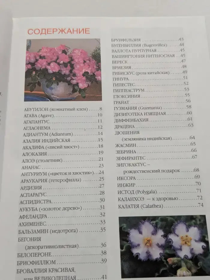 Цветы в вашем доме