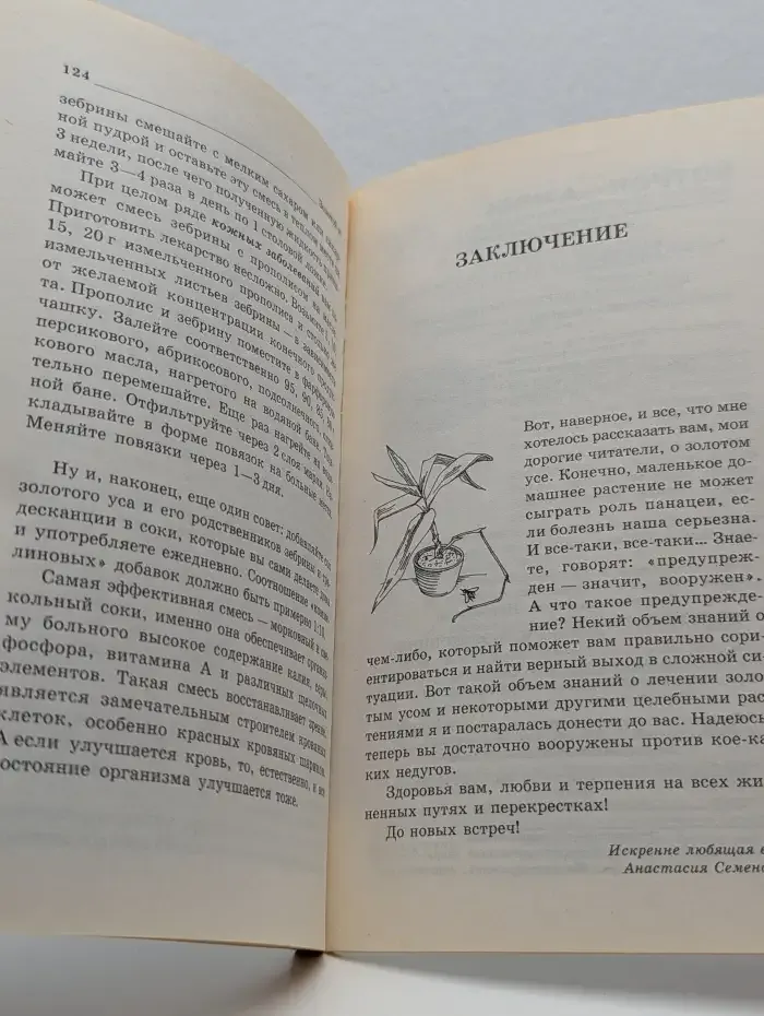 Золотой ус — лекарь на подоконнике