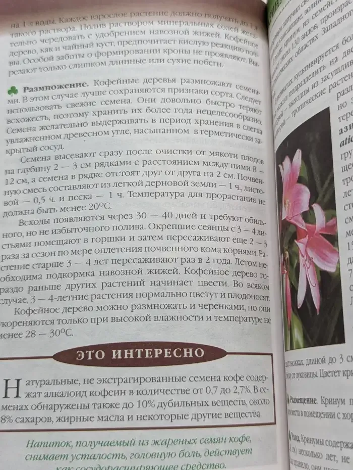 Комнатные растения. Целители в вашем доме