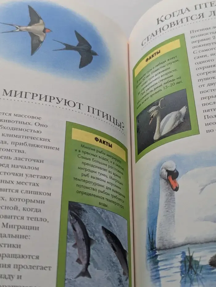 Энциклопедия вопросов и ответов. Когда?
