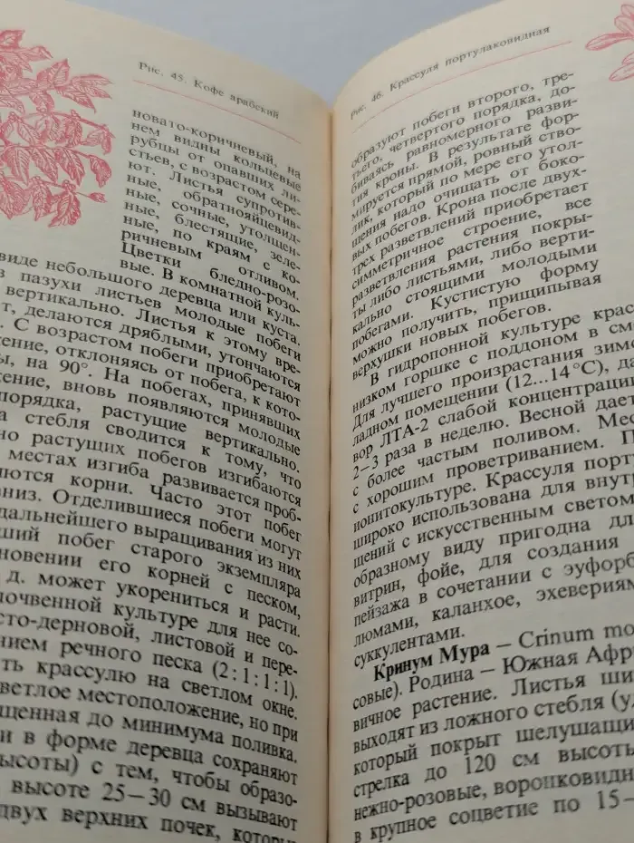 Цветы в комнате и на балконе