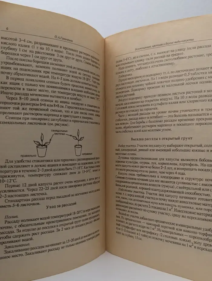 Белокачанная, цветная и другие виды капусты