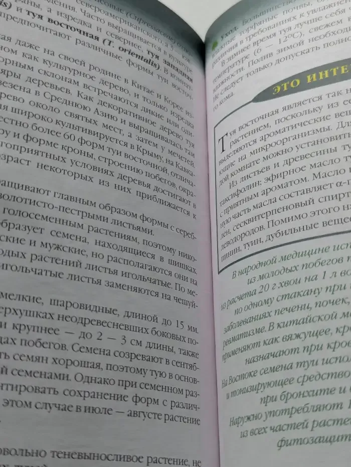 Комнатные растения. Целители в вашем доме