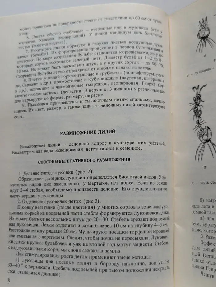 Лилии в вашем саду
