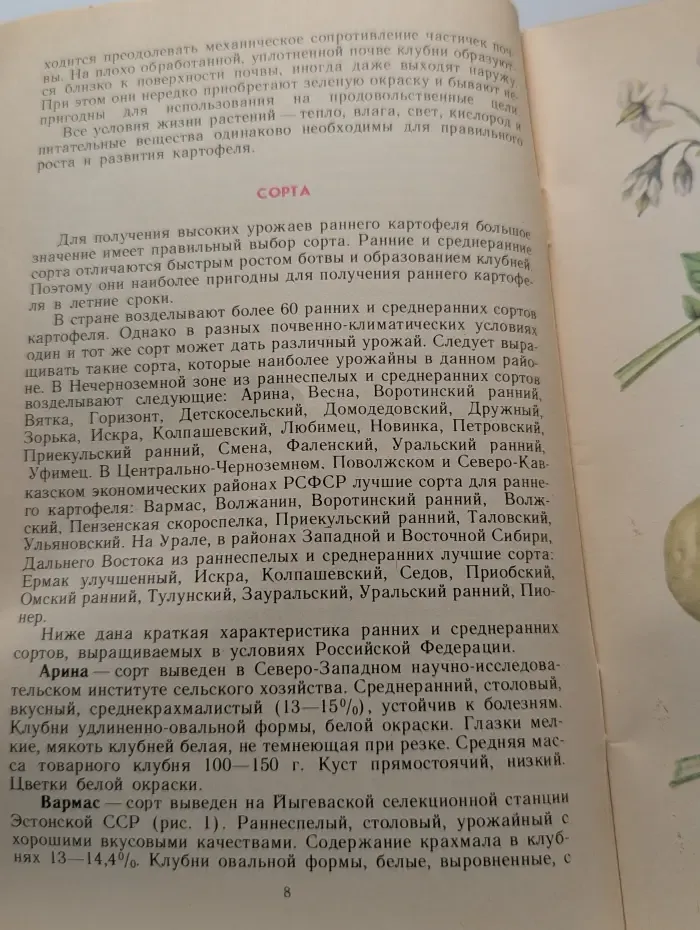 Ранний картофель
