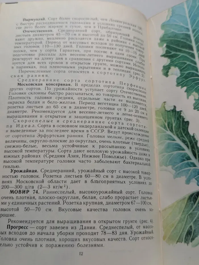 Цветная капуста
